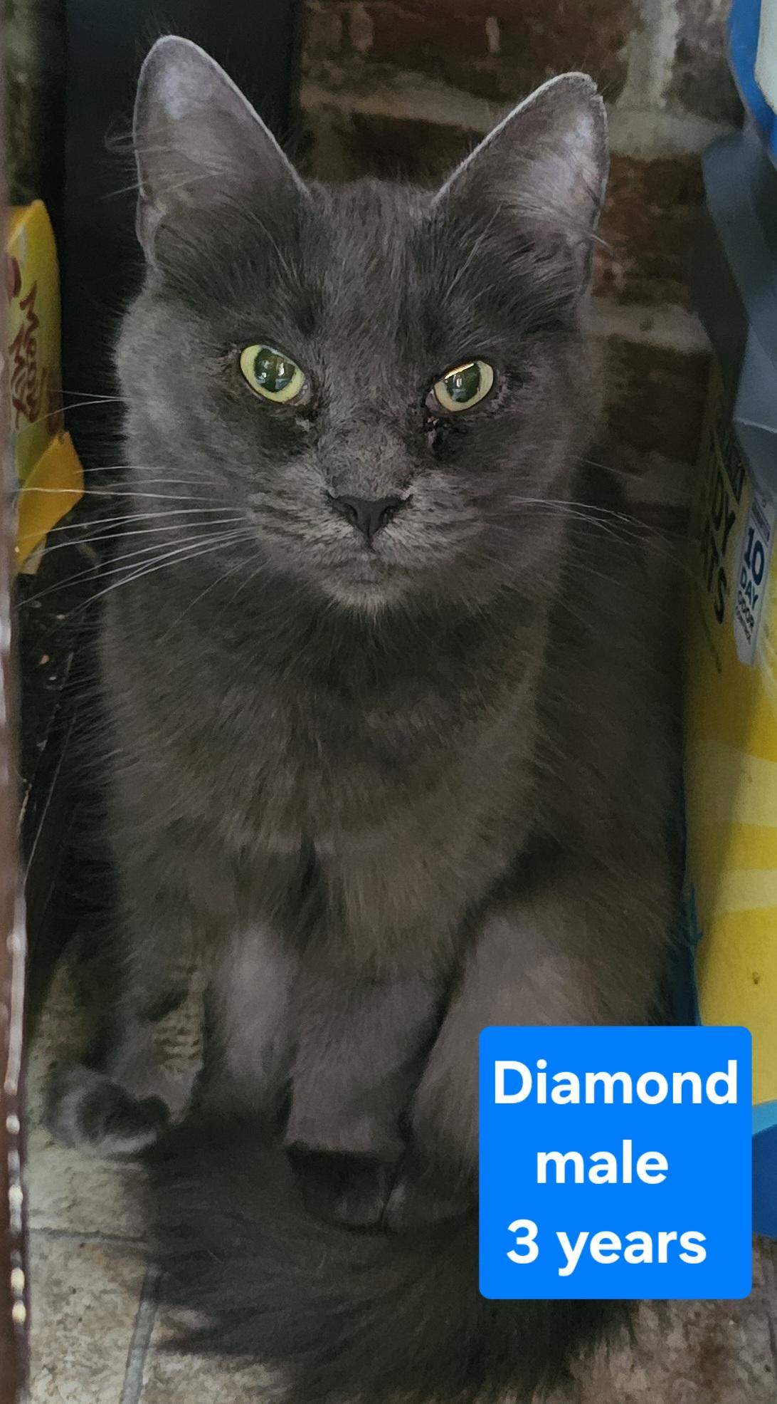 Diamond, a Adoptable Domestic Medium Hair in Greensburg, PA image 2/2