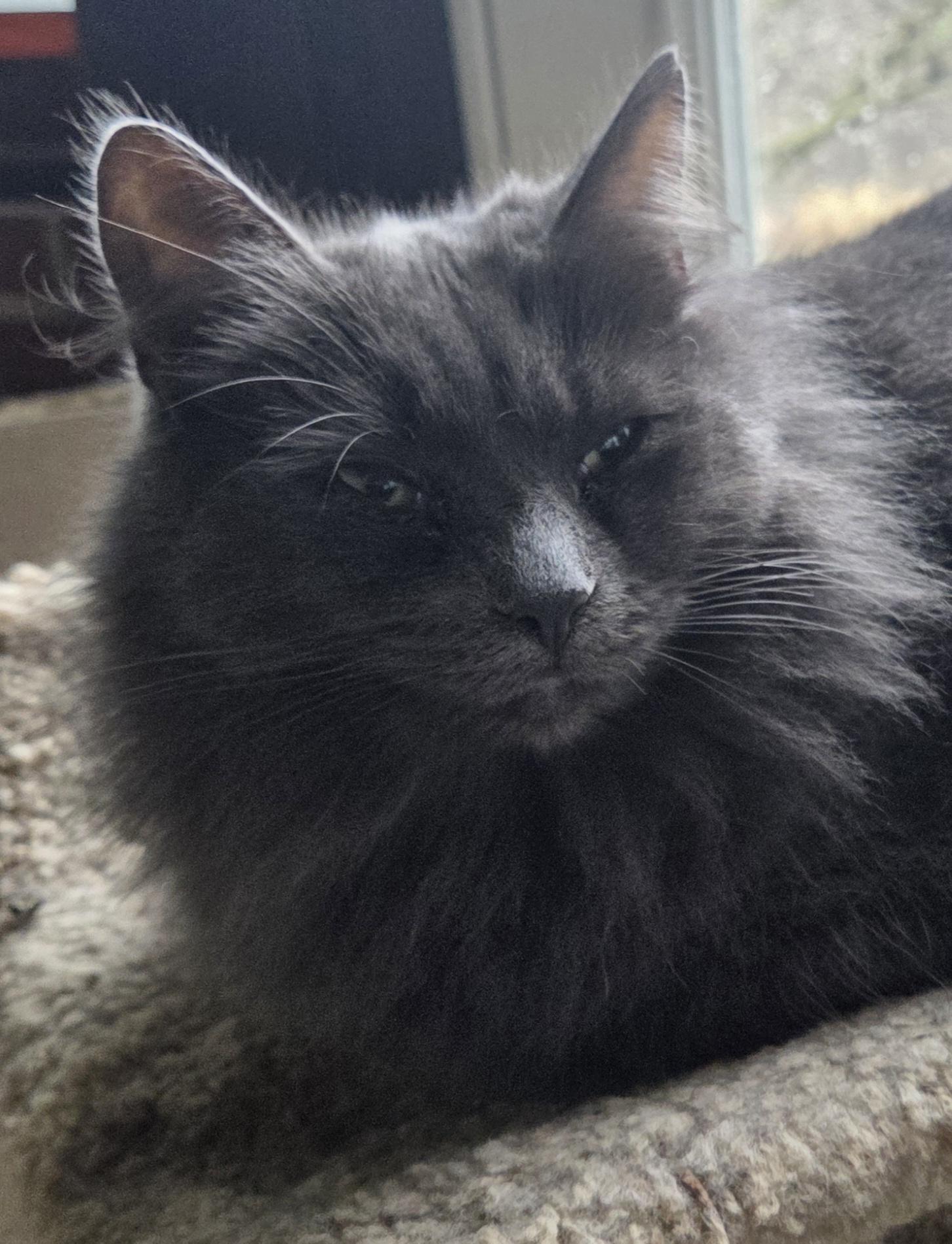 Enlarge Diamond, a Adoptable Domestic Medium Hair in Greensburg, PA image 3/3