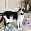 Enlarge Luke C006747 formerly Patches, a Adoptable Domestic Short Hair in Prosper, TX image 1/1
