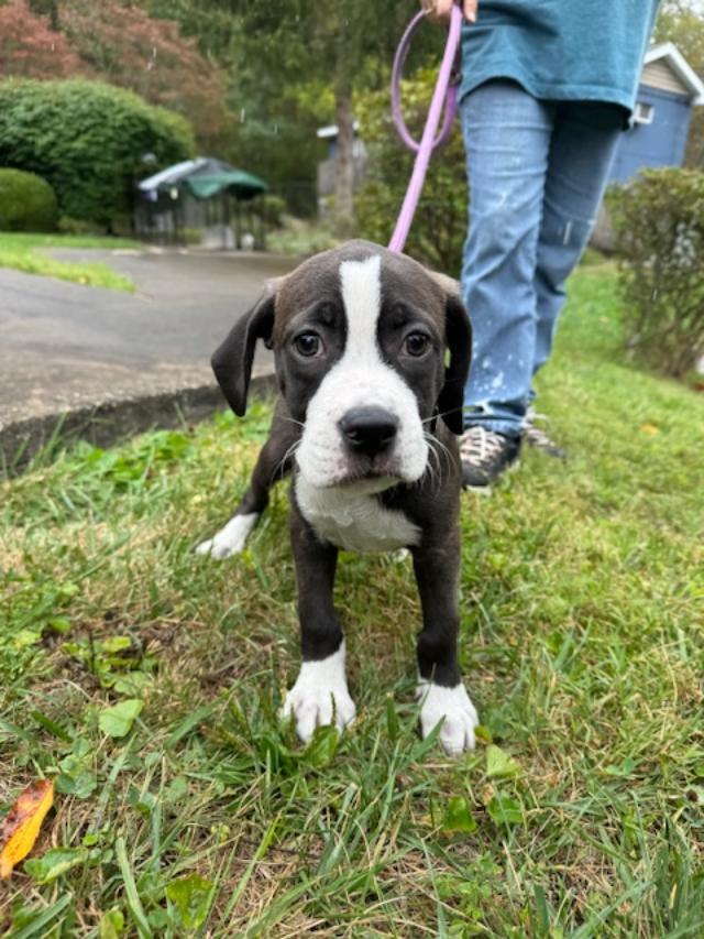 Sidney, an adopted Foxhound & Beagle Mix in Latrobe, PA_image-1