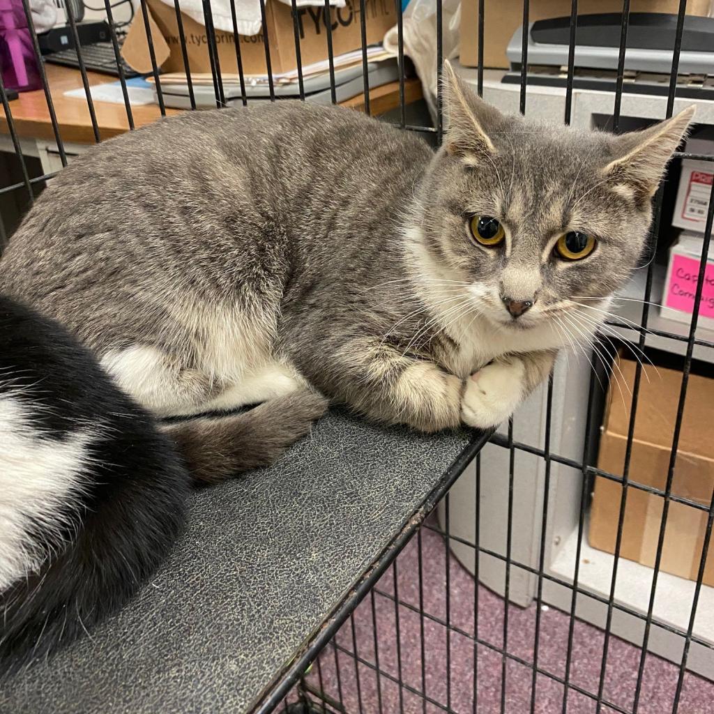 Enlarge Dora - #22-324, a Adoptable Domestic Short Hair in Branford, CT image 1/1