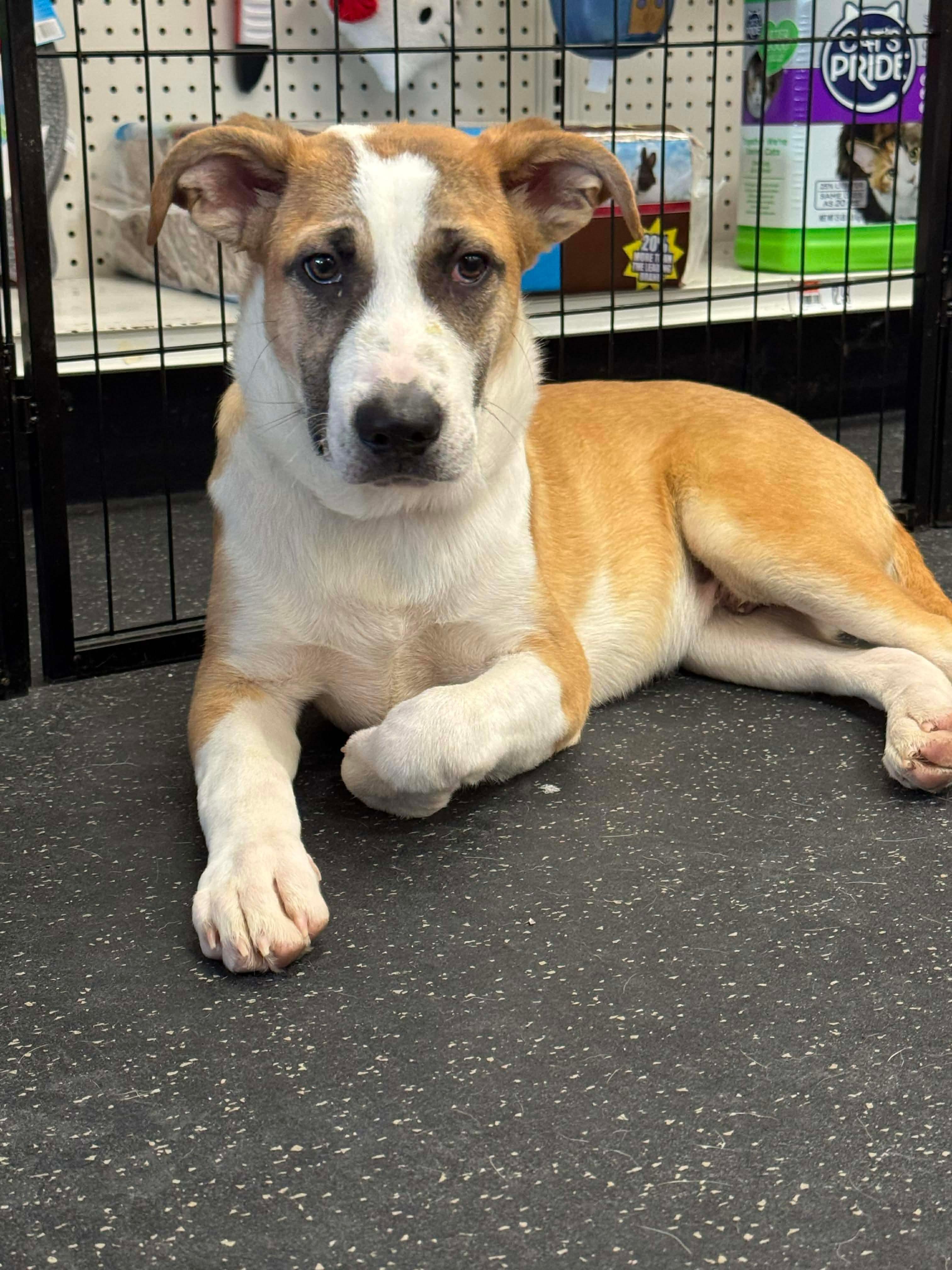 Jacob, Adoptable, Young Male Labrador Retriever.