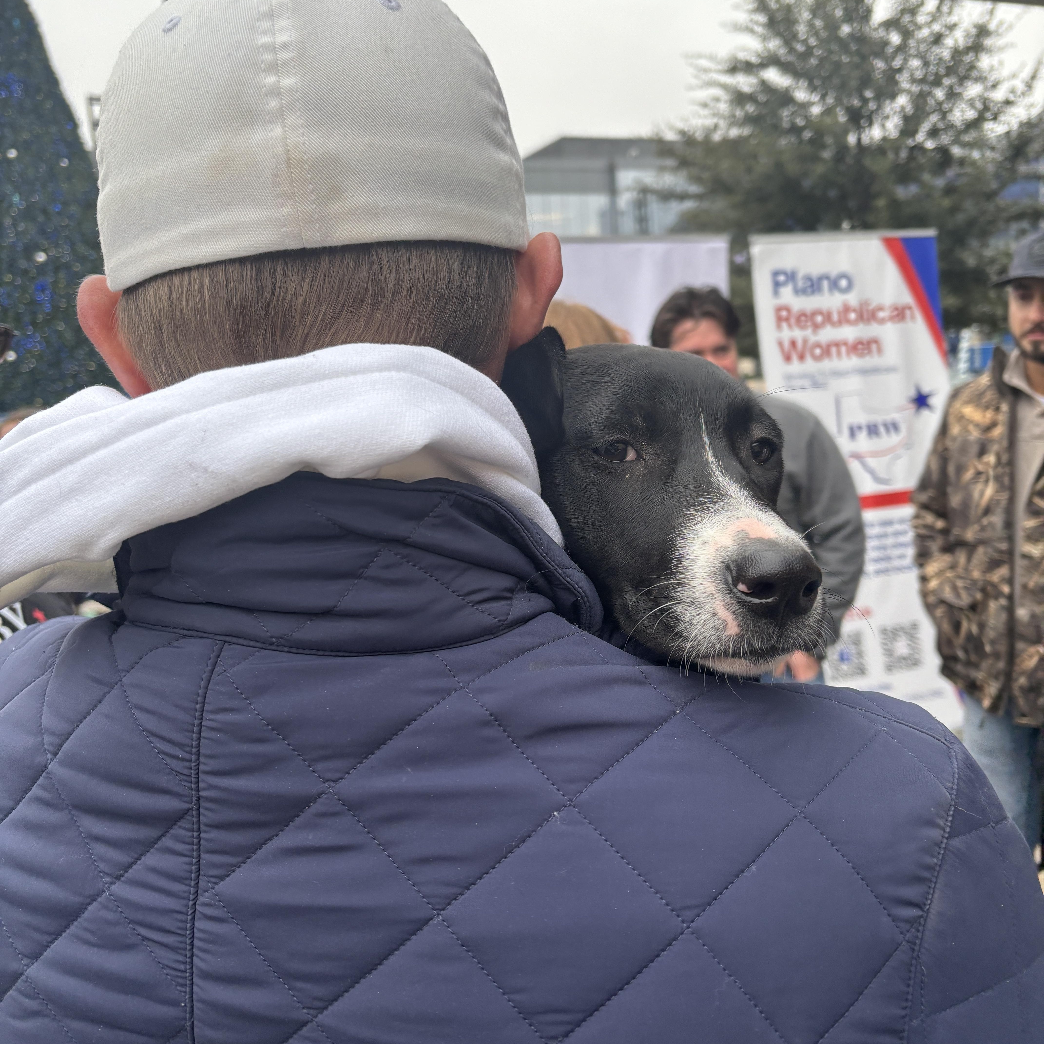 Enlarge Paloma, an adopted mixed breed in Albany, NY image 4/6