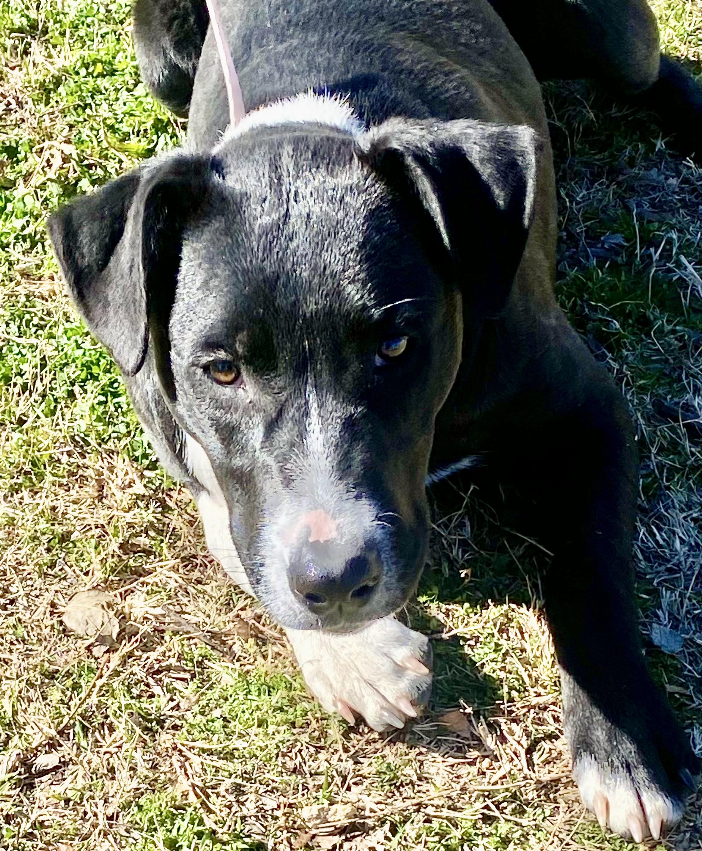 Enlarge Paloma, an adopted mixed breed in Albany, NY image 2/6