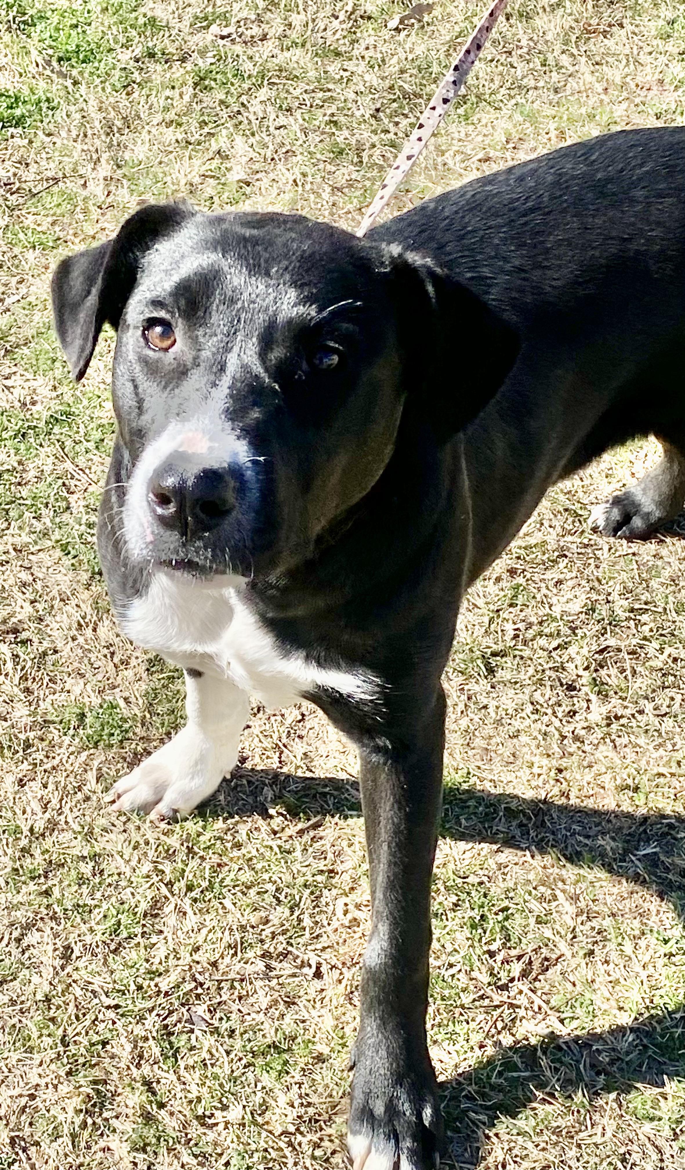 Enlarge Paloma, an adopted mixed breed in Albany, NY image 3/6