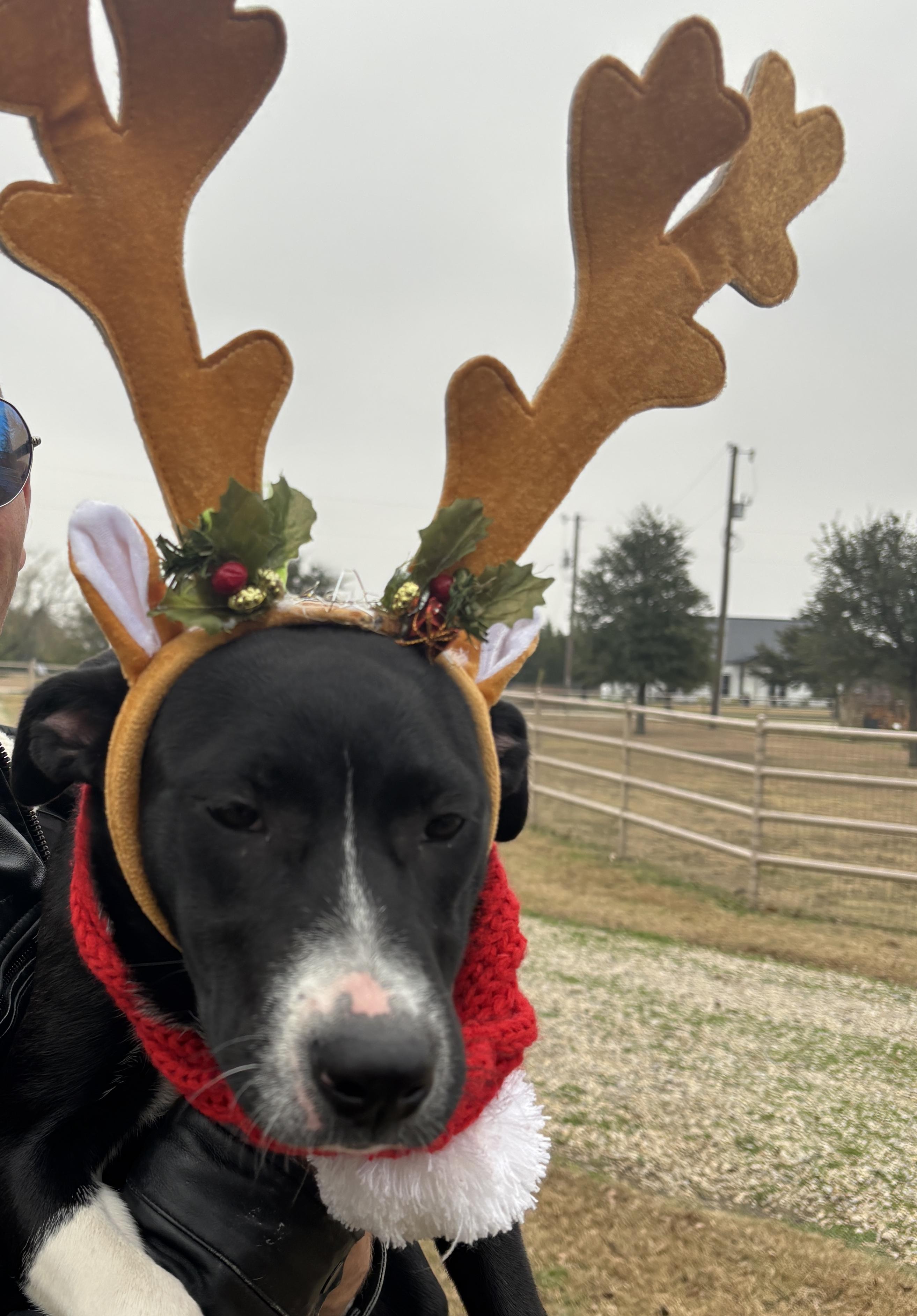 Paloma, adopted, Young Female Border Collie & Labrador Retriever.