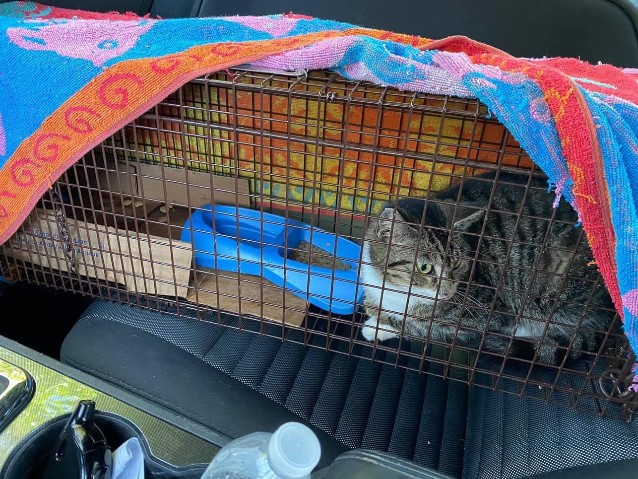 Enlarge Barn or House BOOTS, a Adoptable Domestic Short Hair in CRYSTAL RIVER, FL image 5/5