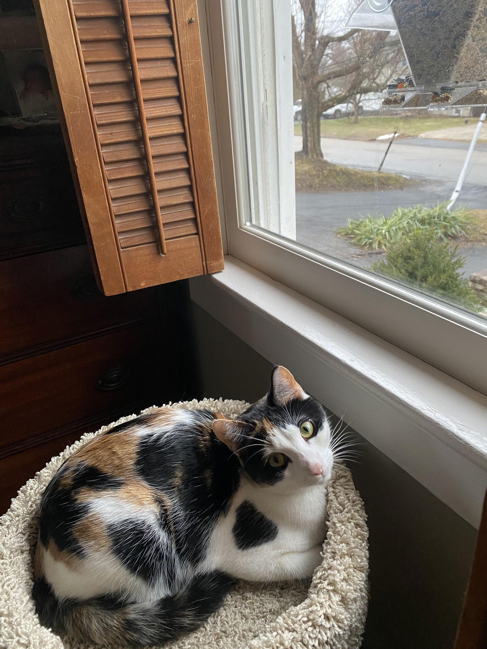Frisée, Adoptable, Young Female Domestic Short Hair.