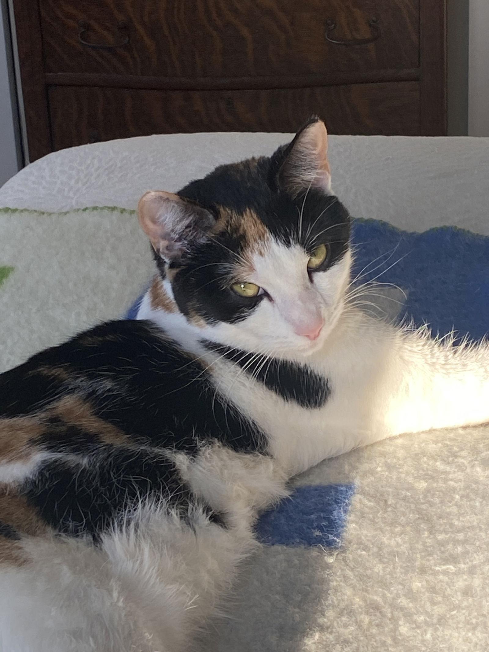 Frisée, a Adoptable Domestic Short Hair in Trenton, NJ image 2/3