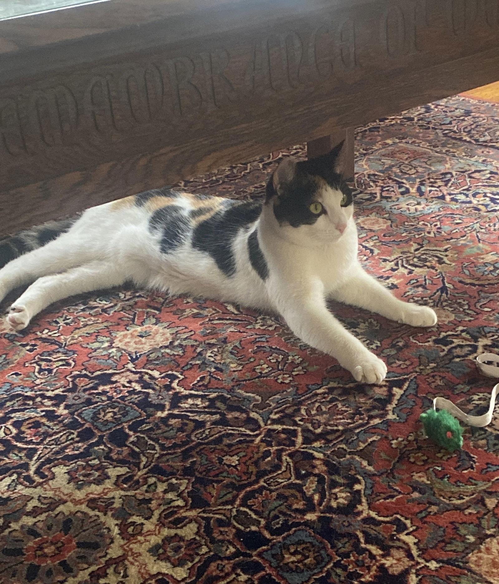 Frisée, a Adoptable Domestic Short Hair in Trenton, NJ image 3/3