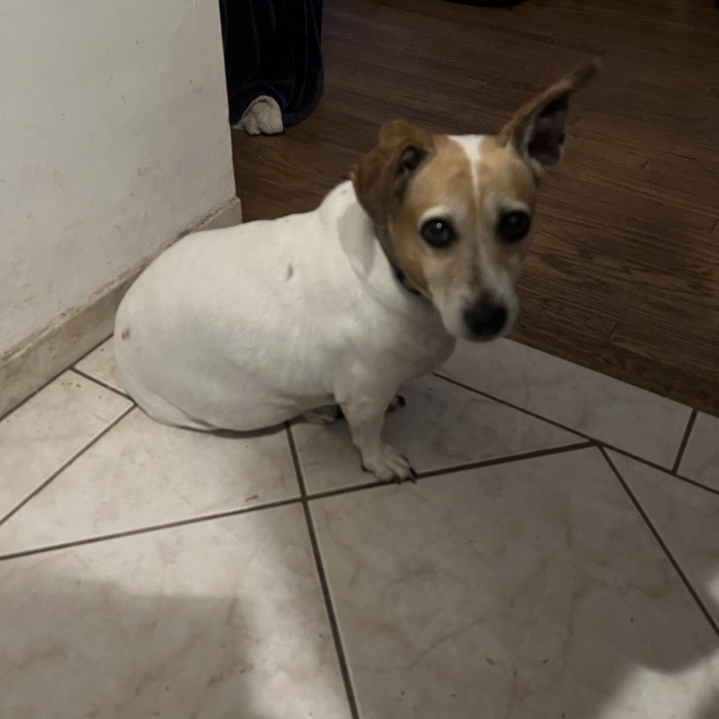 Enlarge Momo/Courtesy post, a Adoptable mixed breed in Long Beach, CA image 1/1