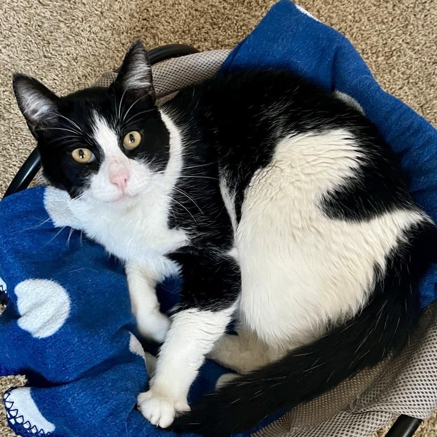 Felix, Adoptable, Senior Male Domestic Short Hair.