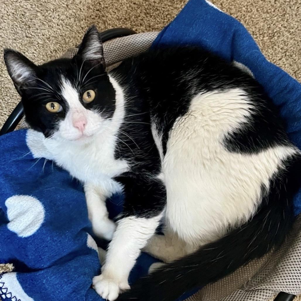 Enlarge Felix, a Adoptable Domestic Short Hair in Temecula, CA image 2/2