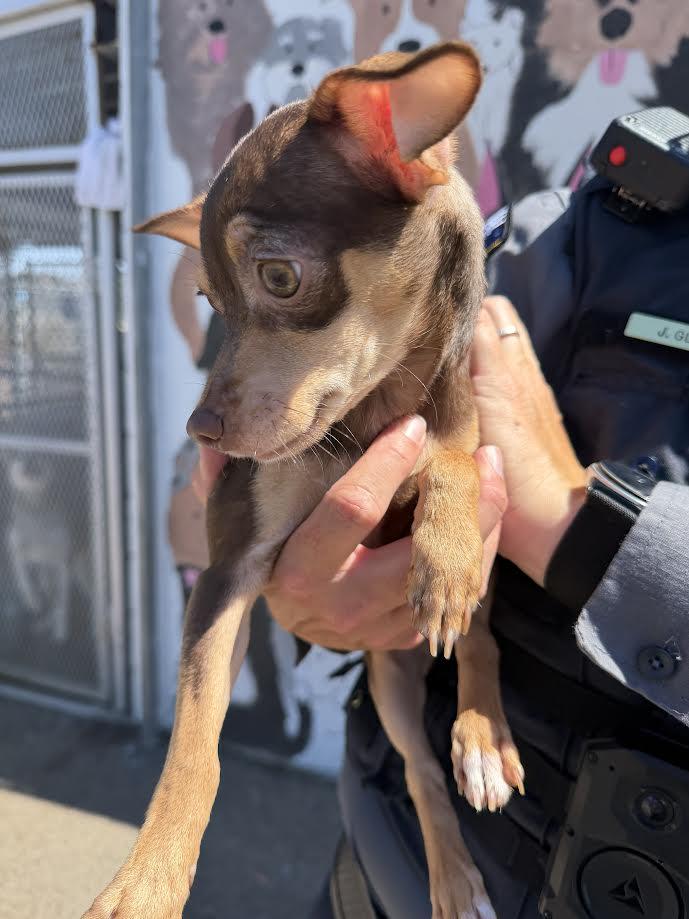 Enlarge Marigold, an adopted Chihuahua in Oakdale, CA image 1/1