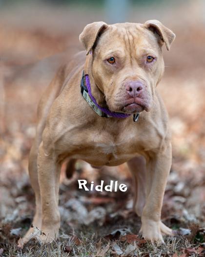 Riddle, Adoptable, Adult Male Pit Bull Terrier & Mixed Breed.