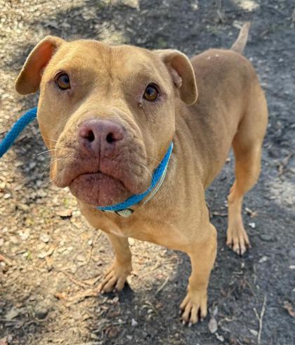 Enlarge Riddle, a Adoptable mixed breed in Savannah, GA image 3/3