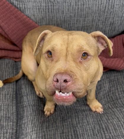 Enlarge Riddle, a Adoptable mixed breed in Savannah, GA image 3/3