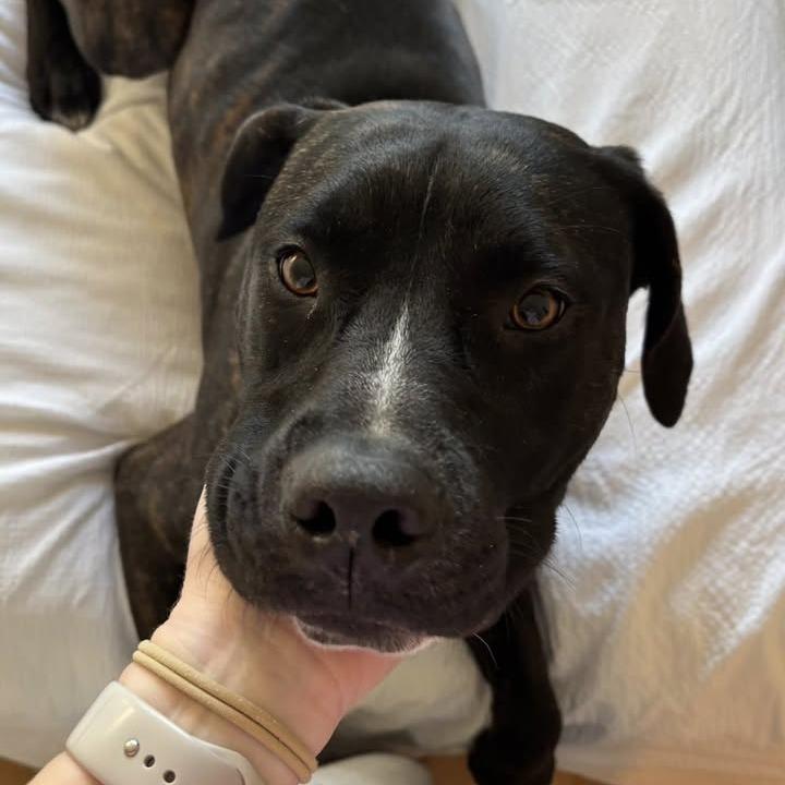 Enlarge Jack, a Adoptable Plott Hound in Harrisonburg, VA image 1/6