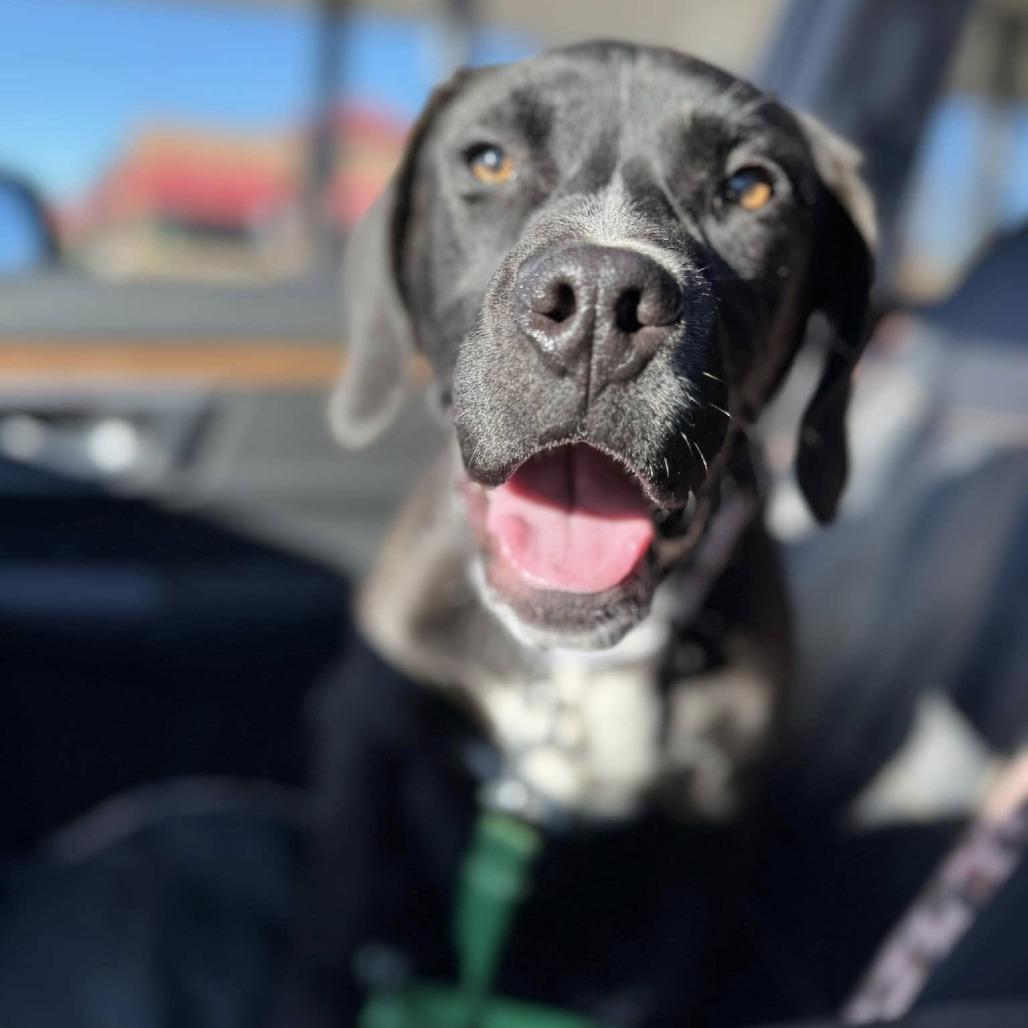 Enlarge Jack, a Adoptable Plott Hound in Harrisonburg, VA image 2/6