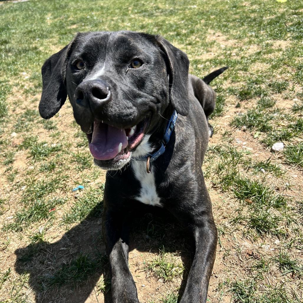 Enlarge Jack, a Adoptable Plott Hound in Harrisonburg, VA image 1/6