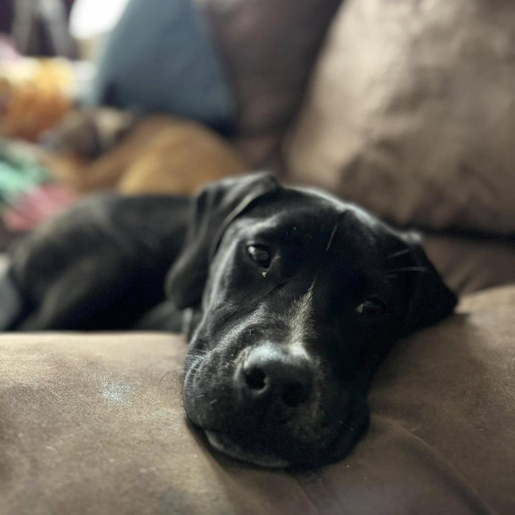 Enlarge Jack, a Adoptable Plott Hound in Harrisonburg, VA image 3/6