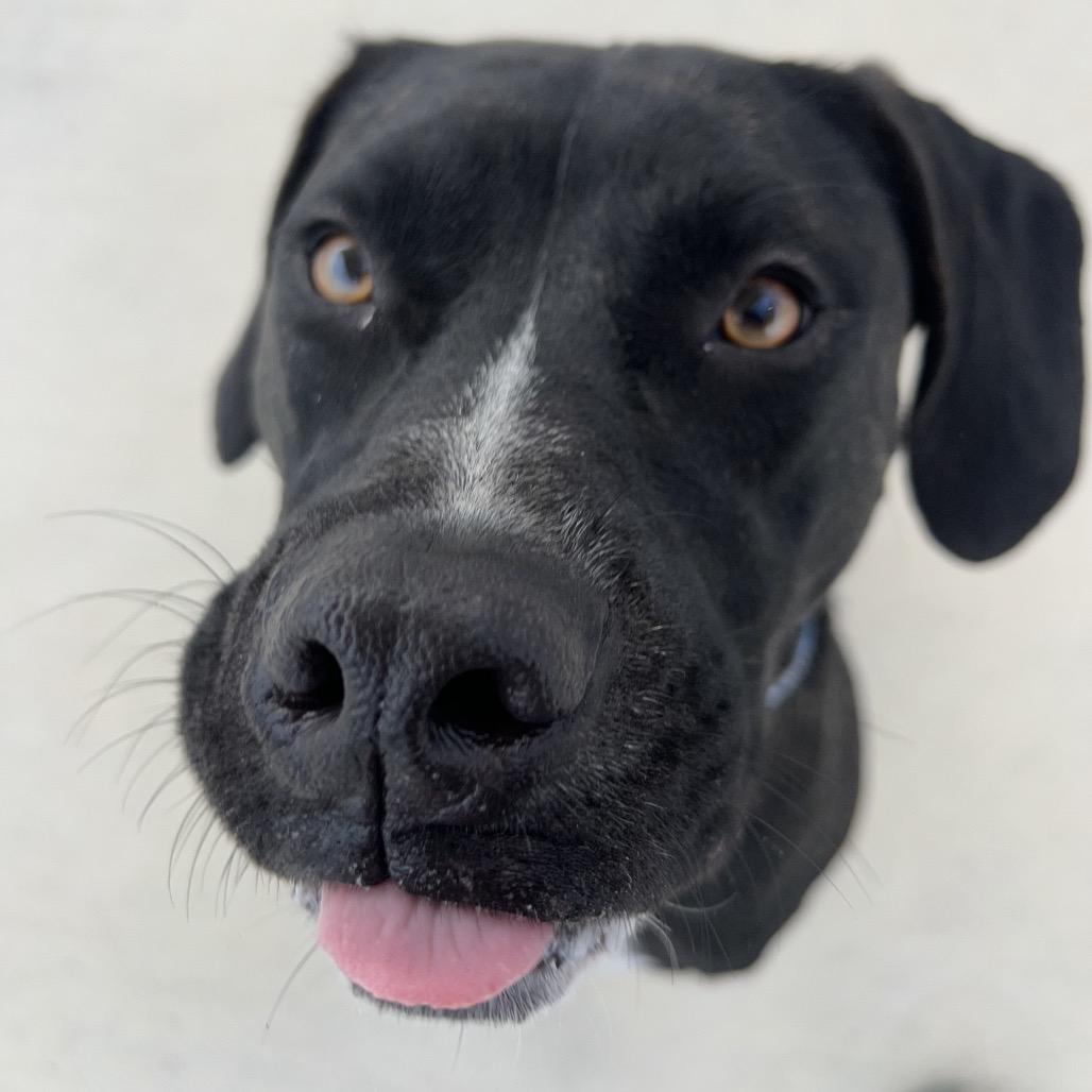 Enlarge Jack, a Adoptable Plott Hound in Harrisonburg, VA image 4/6