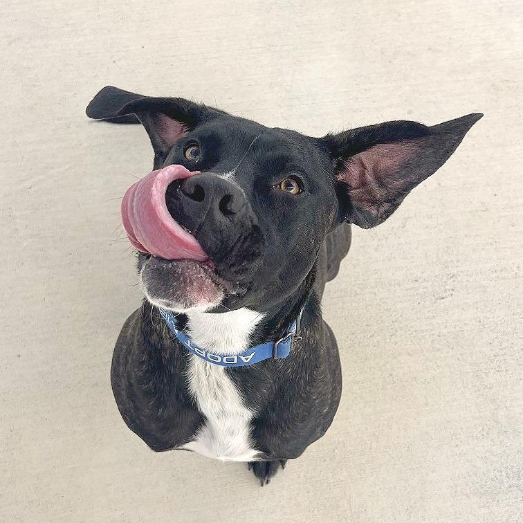 Enlarge Jack, a Adoptable Plott Hound in Harrisonburg, VA image 5/6