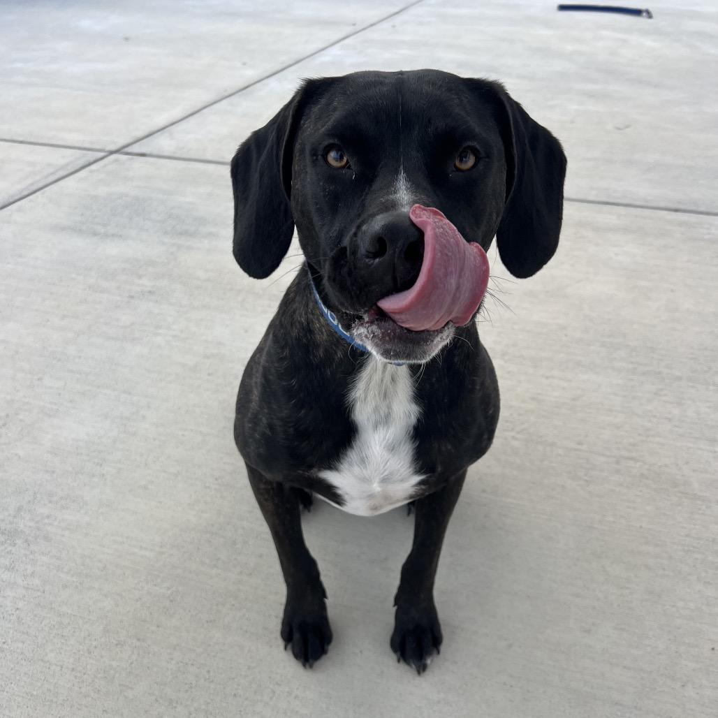 Enlarge Jack, a Adoptable Plott Hound in Harrisonburg, VA image 6/6
