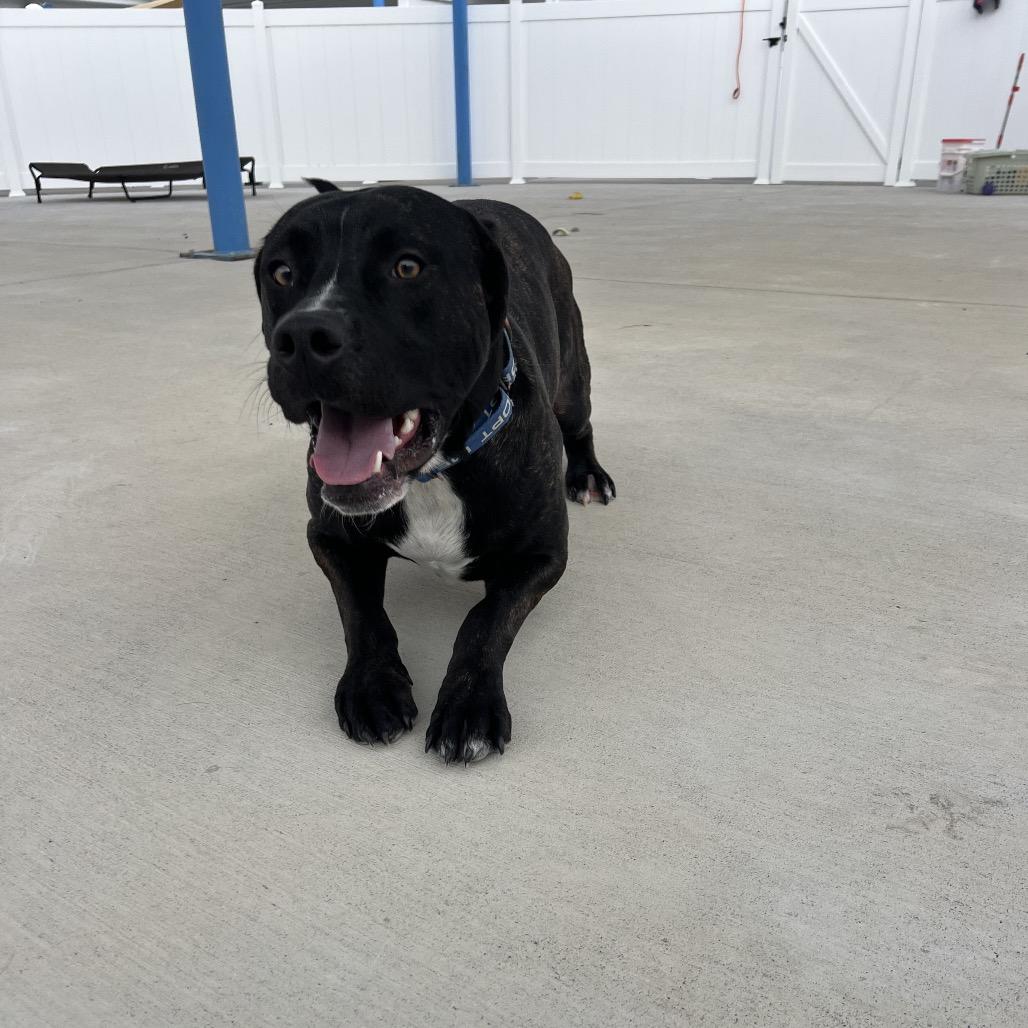 Enlarge Jack, a Adoptable Plott Hound in Harrisonburg, VA image 6/6