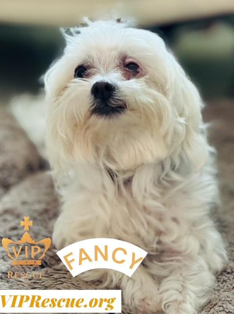 Enlarge Fancy , an adopted Maltese in Redington Beach, FL image 1/2