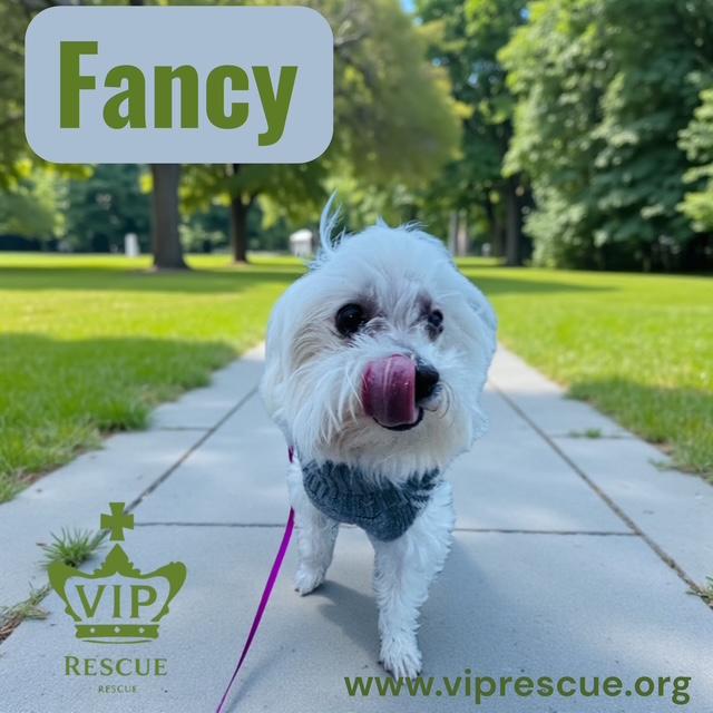 Enlarge Fancy , an adopted Maltese in Redington Beach, FL image 2/2