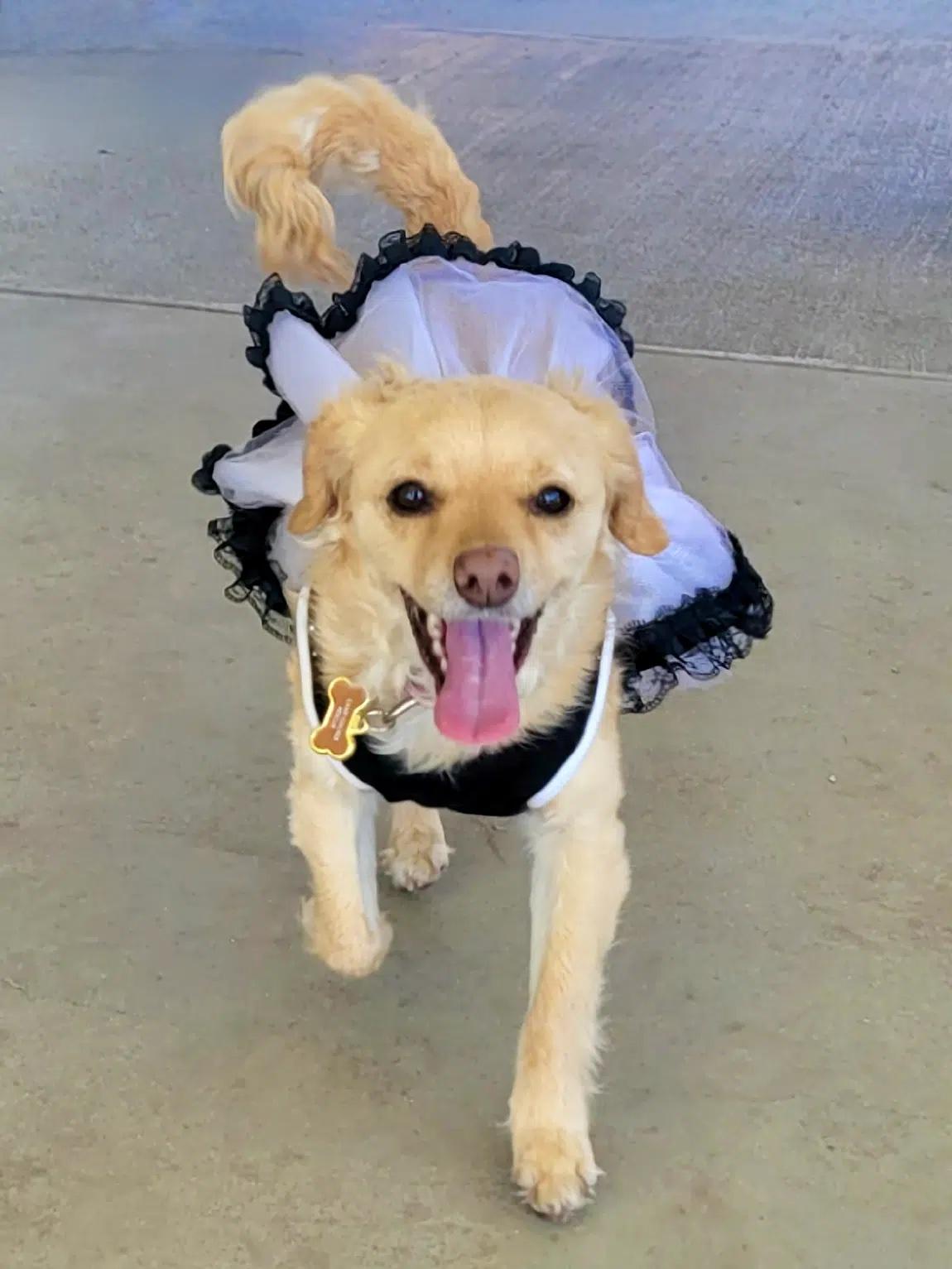 Enlarge Sandy, a Adoptable mixed breed in South San Francisco, CA image 1/6