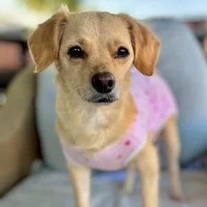 Sandy, a Adoptable mixed breed in South San Francisco, CA image 2/6