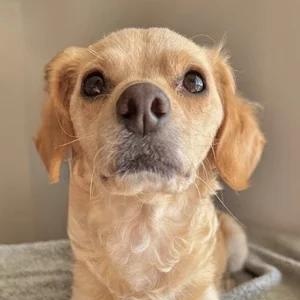 Sandy, a Adoptable mixed breed in South San Francisco, CA image 3/6