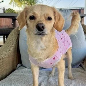 Sandy, a Adoptable mixed breed in South San Francisco, CA image 4/6