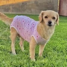 Sandy, a Adoptable mixed breed in South San Francisco, CA image 6/6