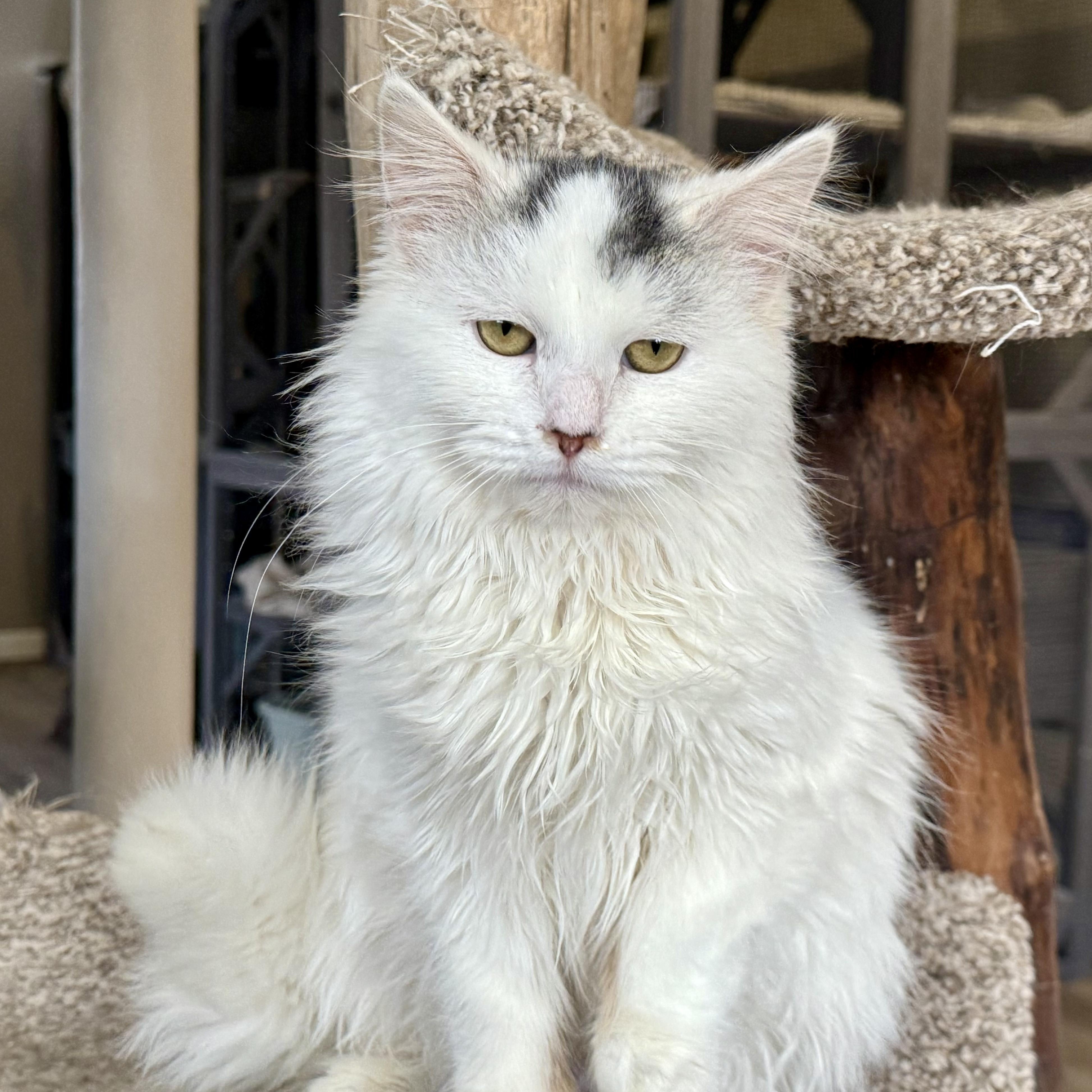 Enlarge P-Earl, a ADOPTABLE Domestic Long Hair in Pardeeville, WI image 3/3