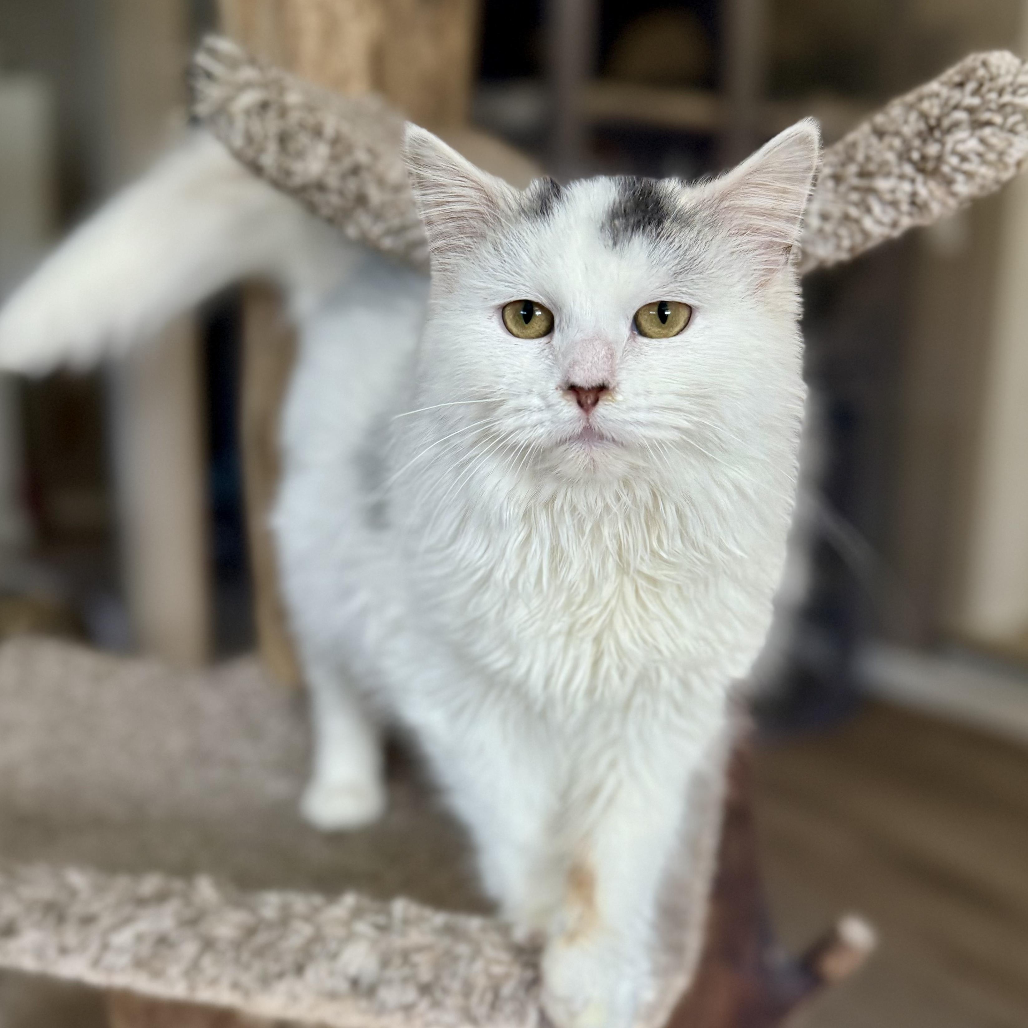 P-Earl, ADOPTABLE, Kitten Male Domestic Long Hair.