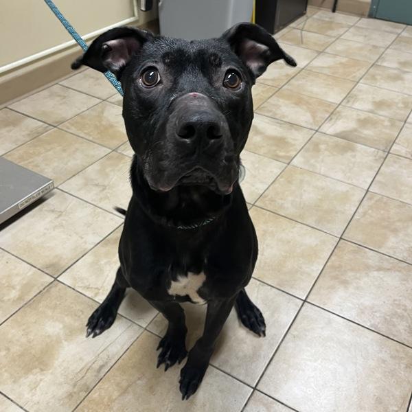 Enlarge Monkey (mcas), a Adoptable mixed breed in Troutdale, OR image 1/1