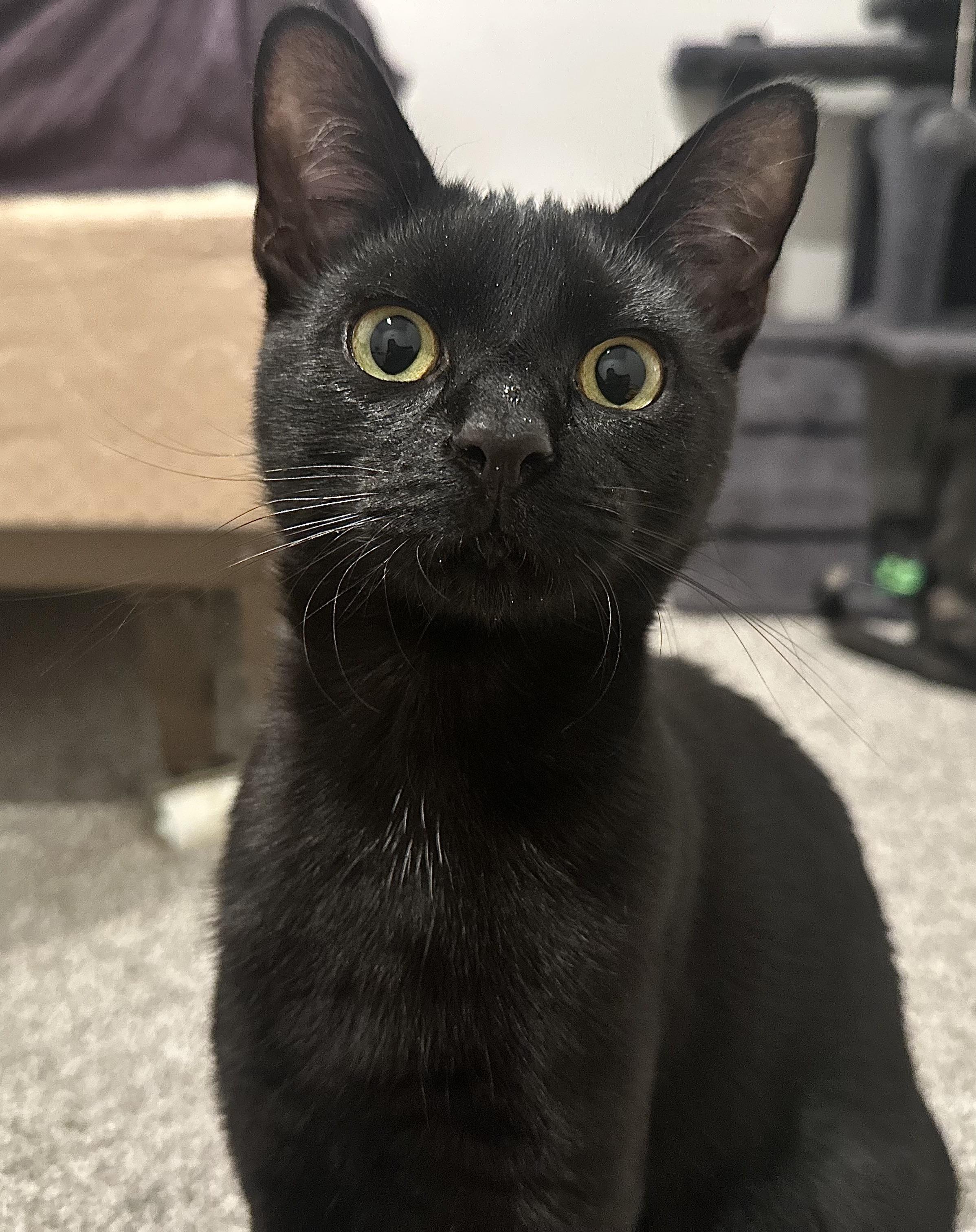 Kelsey, a ADOPTABLE Domestic Short Hair in Pleasantville, NJ image 1/6