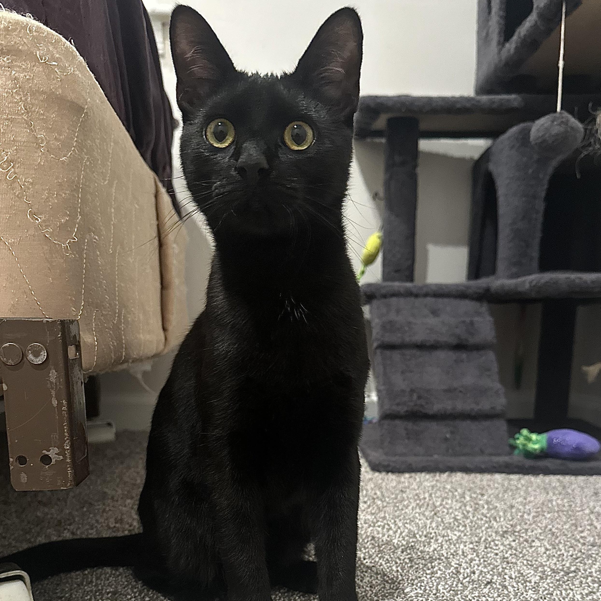 Kelsey, a ADOPTABLE Domestic Short Hair in Pleasantville, NJ image 6/6