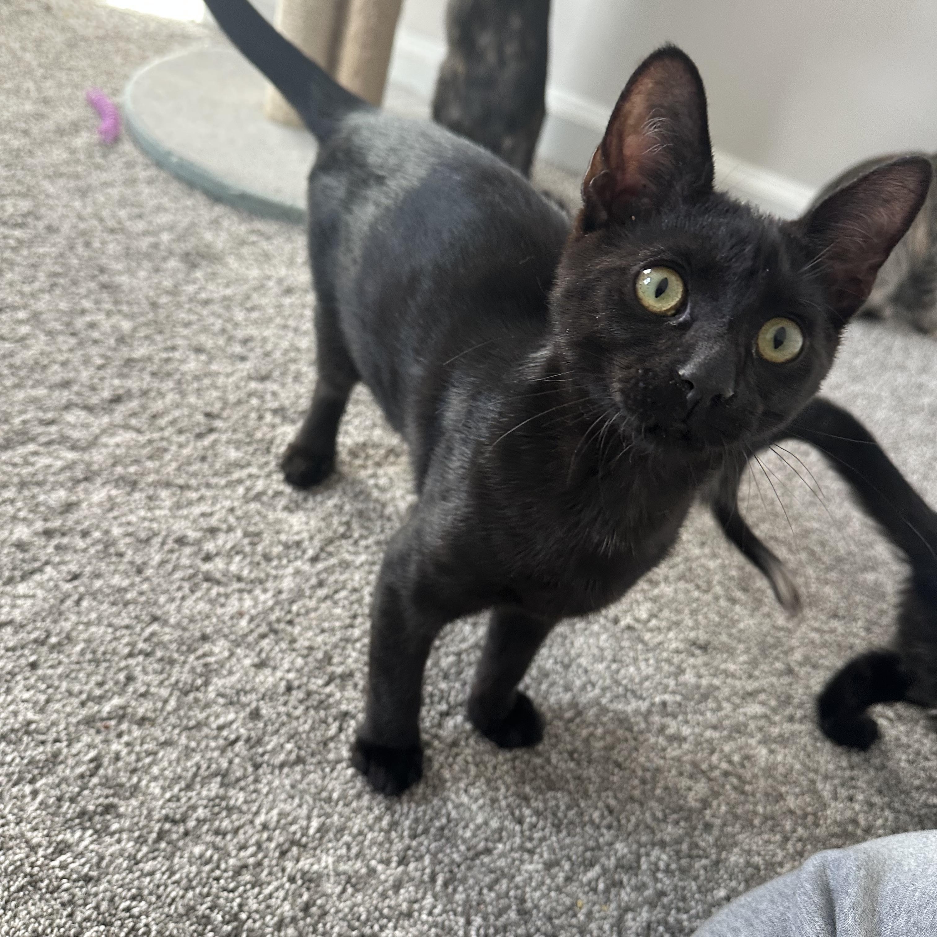 Enlarge Kelsey, a ADOPTABLE Domestic Short Hair in Pleasantville, NJ image 4/4