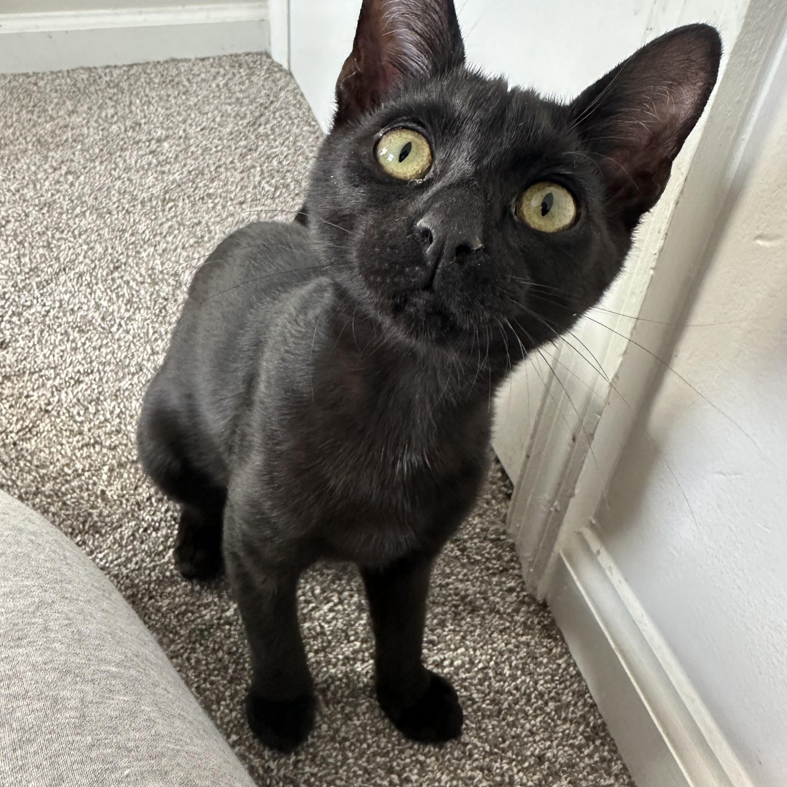 Enlarge Kelsey, a ADOPTABLE Domestic Short Hair in Pleasantville, NJ image 1/4