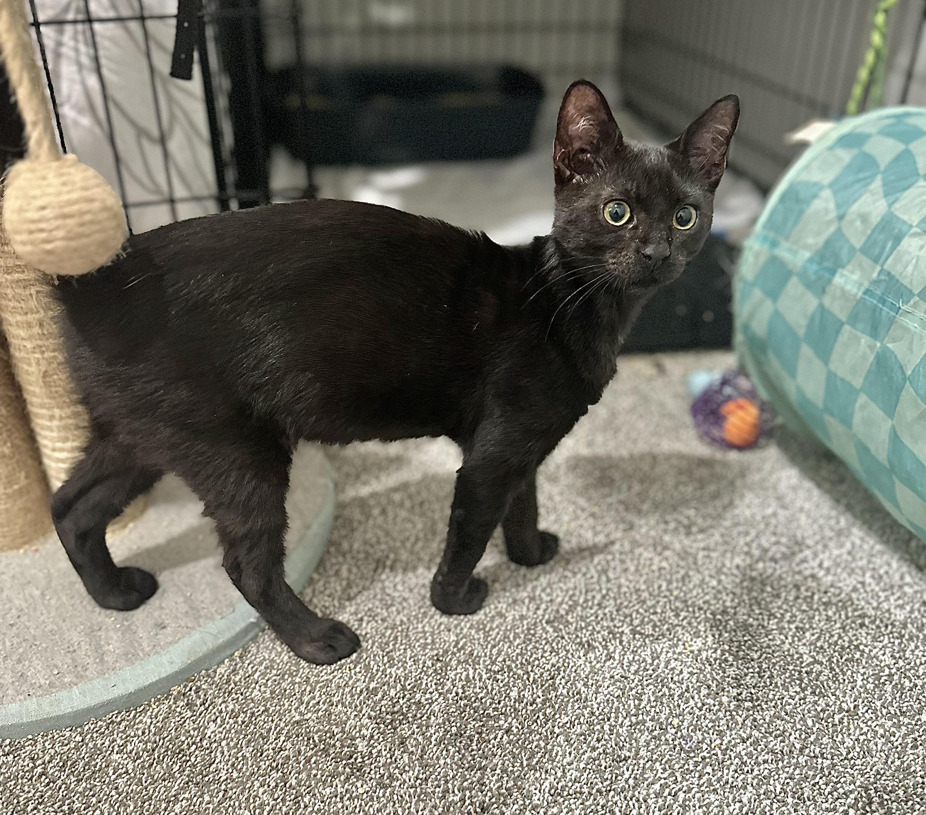 Enlarge Kelsey, a ADOPTABLE Domestic Short Hair in Pleasantville, NJ image 3/4