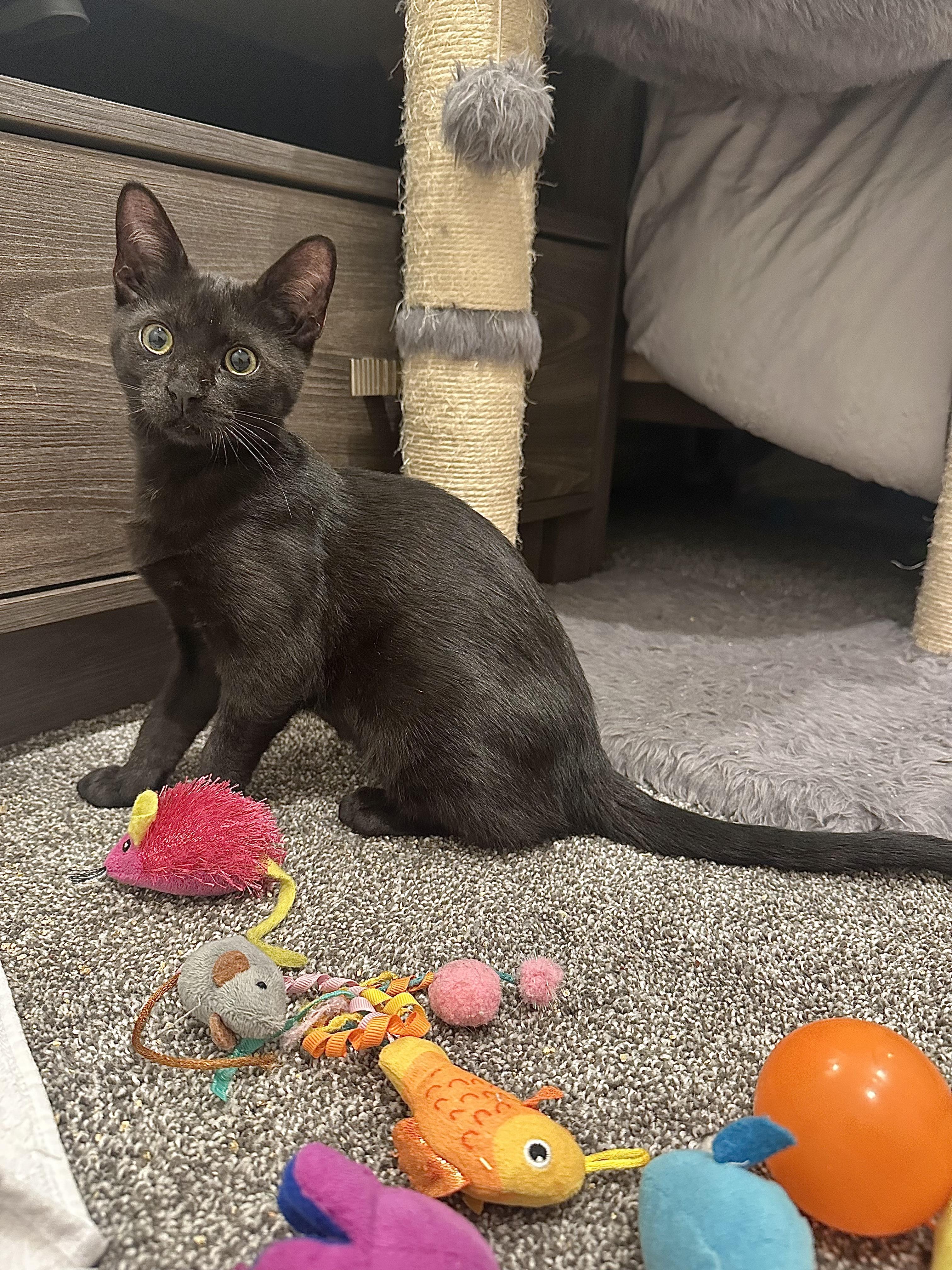 Enlarge Kelsey, a ADOPTABLE Domestic Short Hair in Pleasantville, NJ image 2/4