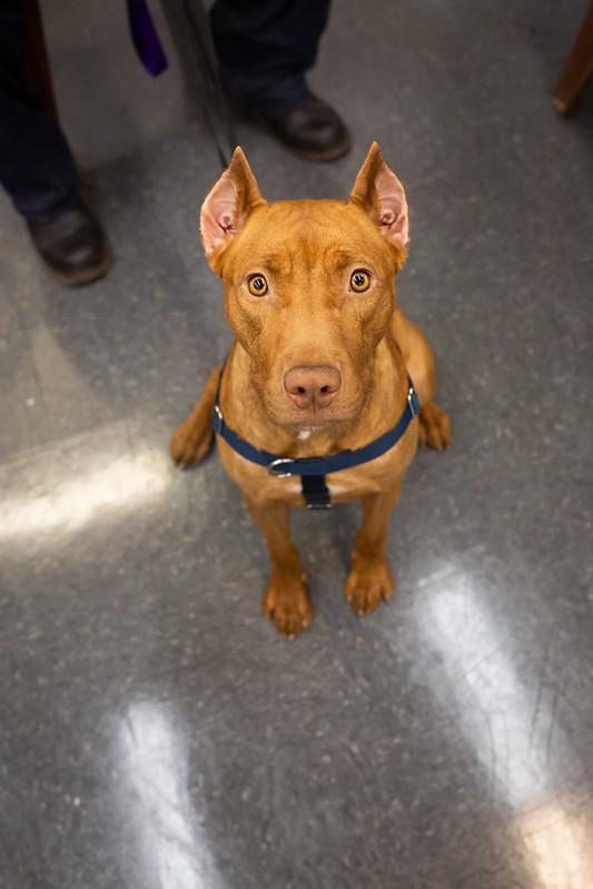 Yuki, ADOPTABLE, Young Female Mixed Breed.