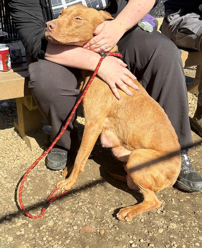 Yuki, ADOPTABLE, Young Female Mixed Breed.