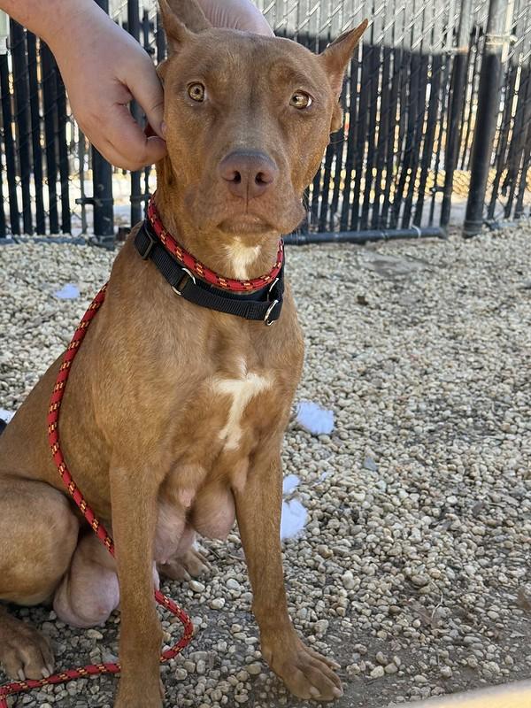 Enlarge Yuki, a ADOPTABLE Mixed Breed in Philadelphia, PA image 2/4