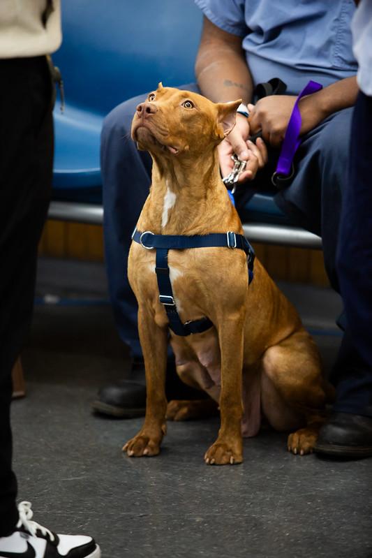 Enlarge Yuki, a ADOPTABLE Mixed Breed in Philadelphia, PA image 3/6