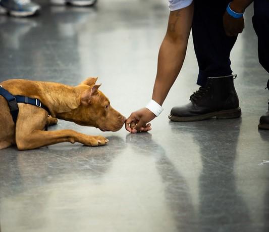 Enlarge Yuki, a ADOPTABLE Mixed Breed in Philadelphia, PA image 2/6